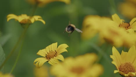 Worker-bee-flies-among-swaying-yellow-daisy-field