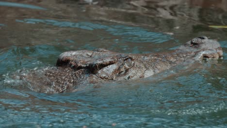 A-crocodile-opens-its-mouth-and-goes-swimming