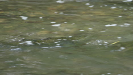 Chinook-Lachs,-Der-Im-Wasser-Schwimmt