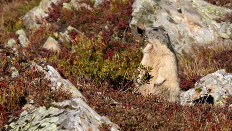 Alpine-marmot-Marmota-marmota-on-hind-legs-in