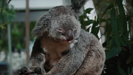 A-relaxed-Koala-scratches-itself