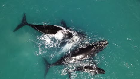 Southern-right-whale-mothers-and-calves-with-white