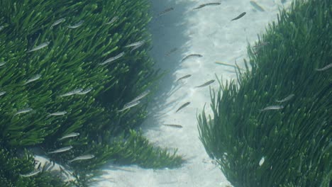 Fish-swimming-past-seagrass-in-the-shallows-of