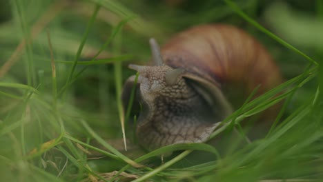 Edible-snail-with-eye-tentacles-unfurls-slowly-from
