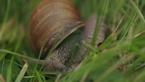 Head-of-roman-snail-with-eye-tentacles-foraging