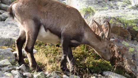 Alpine-ibex-browsing-in-French-Alps---close-up