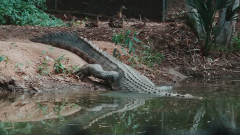 Ein-Krokodil-Geht-Schwimmen