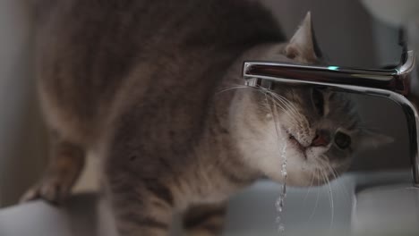 Graue-Katze-Trinkt-Wasser-Aus-Wasserhahn-K-Langsam