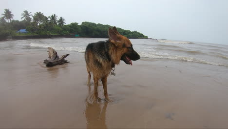 dog-standing-on-the-beach-pet-buddies-K