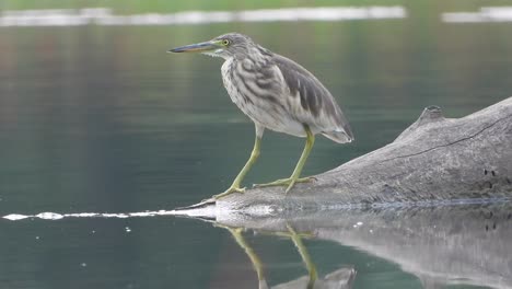 Pond-heron-waiting--water--relax