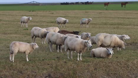 Flock-of-sheep-grazing-near-the-Wadden-Sea