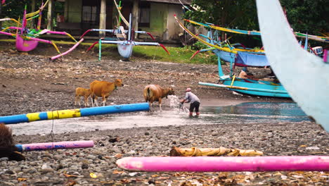 Balinesische-Szene-Typische-Kanus-Verankerter-Fischer,-Der-Kuh-Tränkt