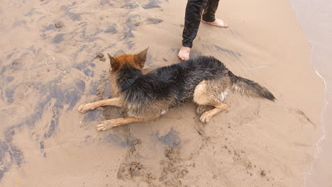 Süßer-Hund,-Der-Auf-Dem-Strandsand-Liegt,-Sieht-Aus