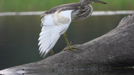 Indian-pond-heron-in-pond-area