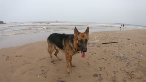 German-Shepherd-Dog-standing-alone-on-the-beach