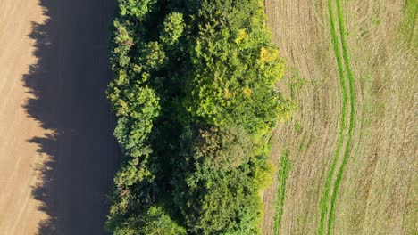 Birds-eye-view-from-a-drone-of-a-tree