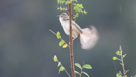 Indian-Silverbill---tree---pond-area