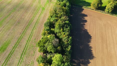 Drone-shot-of-a-lie-of-trees-that