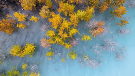 Colorful-Autumn-Birch-Trees-In-Abraham-Lake