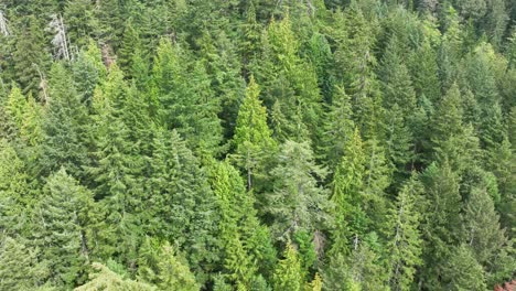 Panning-aerial-of-a-dense-evergreen-forest-in