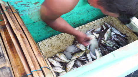 Southeast-Asian-fisherman-sorting-out-freshly-caught-fish