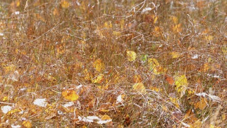 Fall-Leaves-on-the-Ground-Organic-Matter-K