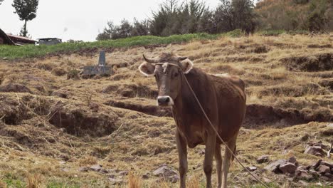 Close-up-Brown-cow-tied-up-in-field
