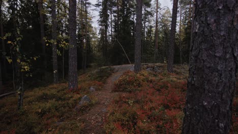 Herbstwald-In-Finnland-Langsame-Umkreisbewegung-Herum