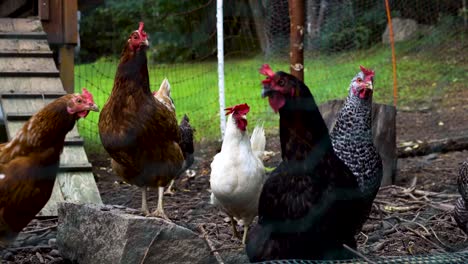 Medium-shot-of-brown-white-and-black-chickens