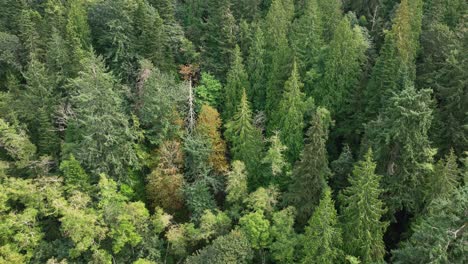 Aerial-shot-pushing-towards-a-dense-evergreen-forest