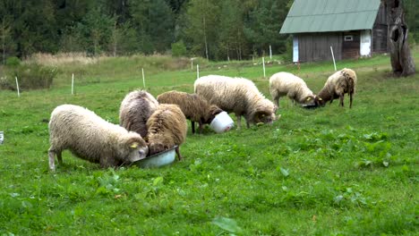 Sheep-feeding-outdoors-in-the-village-Peaceful-and