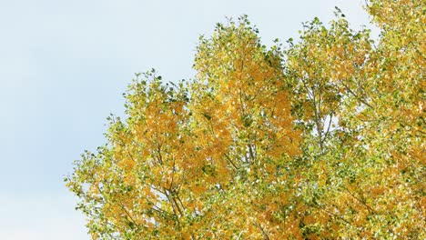Herbstblätter-In-Bozeman,-Montana,-Canon-Rk