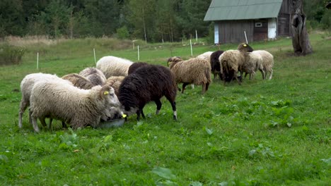 sheep-rushes-to-the-feeding-bowl-before-the