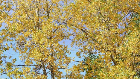 Schöne-Gelbe-Herbstblätter-In-Bozeman-Montana