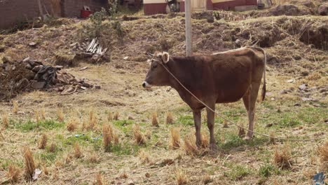 Vaca-Marrón-Atada-En-El-Campo-Cusco-Peru