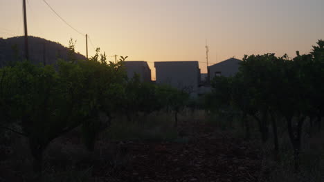 Weinberg-Bei-Sonnenuntergang-In-Malia-Creta-Griechenland