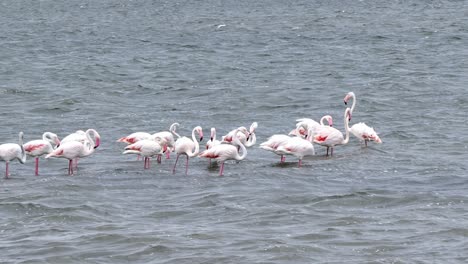Grandes-Bandadas-De-Rosa-Flamingo-Phoenicopterus-Roseus-En