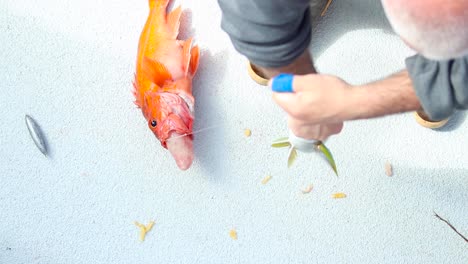 Rockfish-flopping-around-in-slow-motion