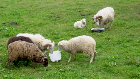 Schafe-Kämpfen-Um-Futter,-Während-Der-Herdenführer-Frisst