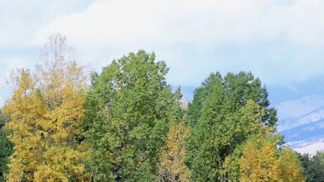 Bozeman-Montana-Otoño-árboles-Colores-Canon-Rk