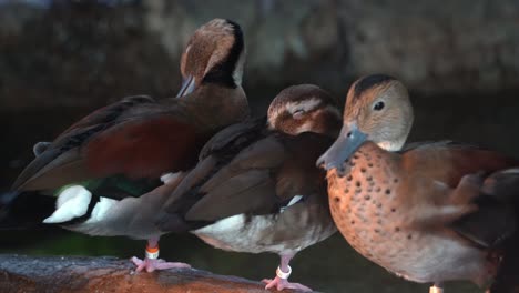 Three-ringed-teal-callonetta-leucophrys-perching-side-by
