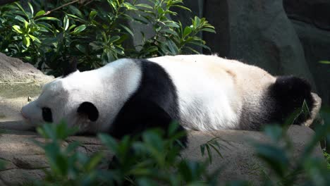 Fauler-Panda-Ailuropoda-Melanoleuca,-Der-Flach-Auf-Dem-Liegt