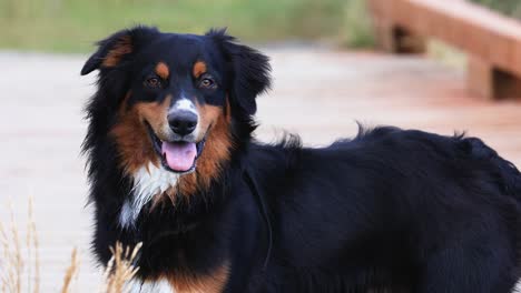 Australian-Shepherd-Dog-Smiling-with-Tongue-Out-Canon