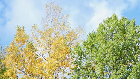 Blauer-Himmel-Und-Herbstfarben-Im-Montana-Kanon