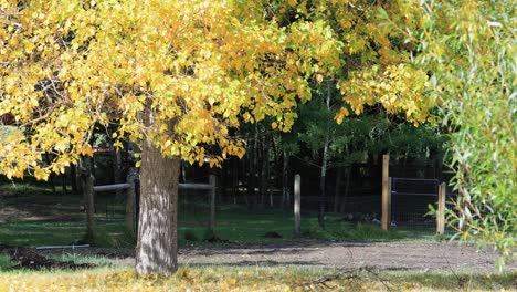 Gelbe-Herbstblätter-Im-Herbst-Canon-Rk