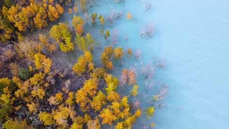 Aerial-View-Of-Colorful-Autumn-Trees-In-Blue