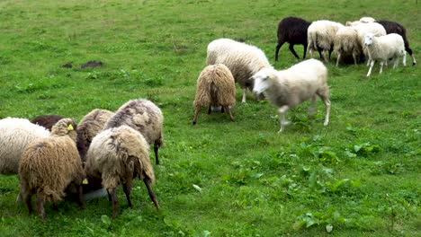 Medium-shot-of-farm-sheep-getting-fed