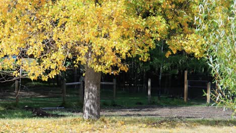 Herbstfarben-In-Montana-Canon-Rk