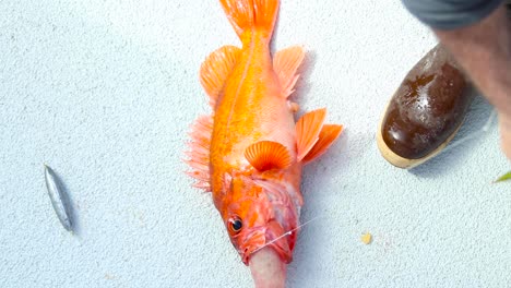 Orange-Rockfish-on-the-ground-next-to-white