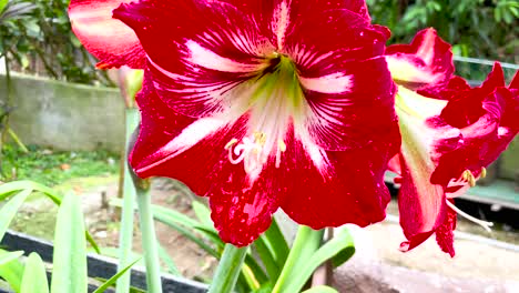 Close-Shot-Of-Hybrid-Hippeastrum-Plant-In-A